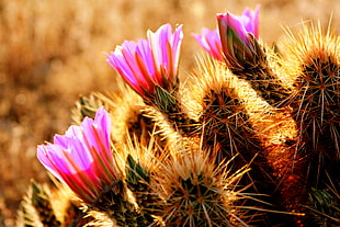 closeup photography of pink Cactus flowers during daytime HD wallpaper