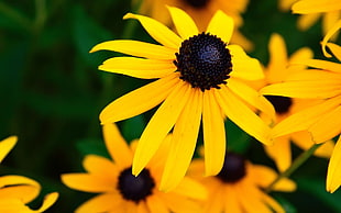 yellow sunflowers, nature, flowers, yellow, yellow flowers HD wallpaper