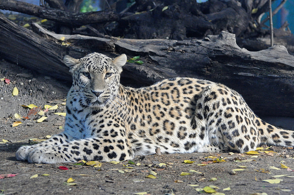 white and brown cheetah lying on sand HD wallpaper