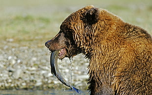 brown bear with fish during daytime
