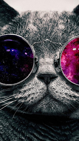 cat with eyeglasses HD wallpaper