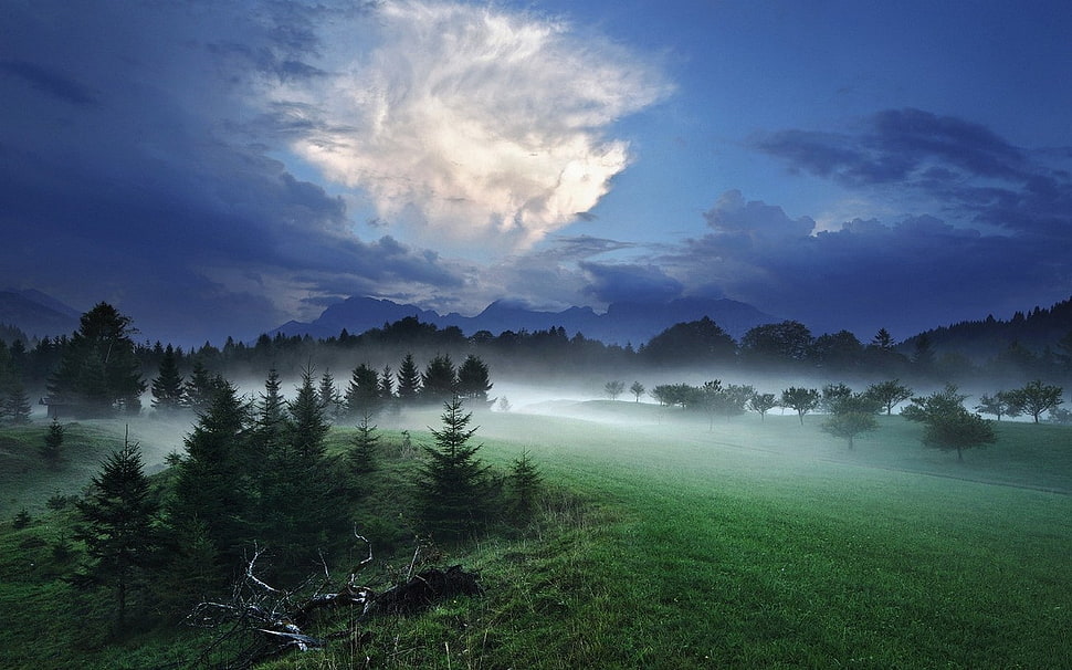 green leaf trees, mist, sky, evening, trees HD wallpaper