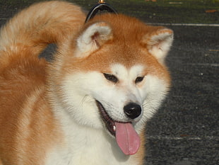 white and beige Akita sticking tongue out