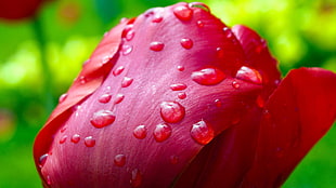 red rose in shallow photography