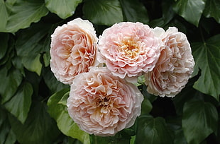 close up photo of pink chrysanthemum HD wallpaper
