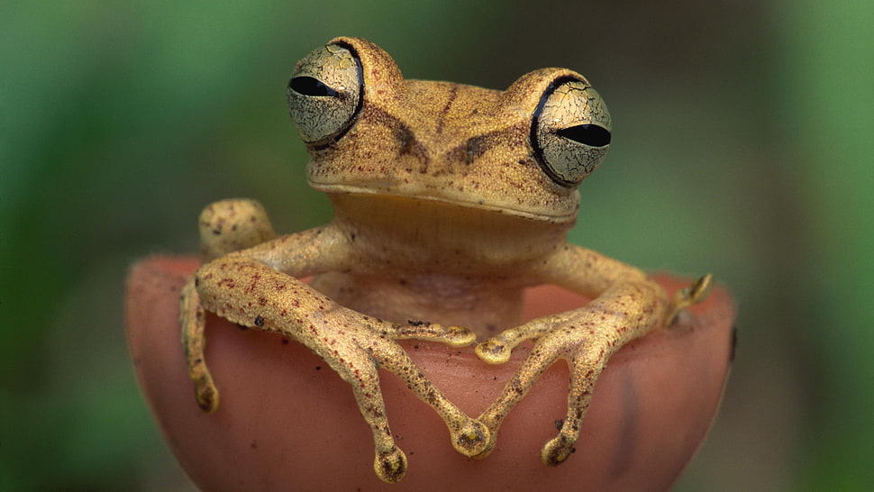Frog,  Eyes,  Color HD wallpaper