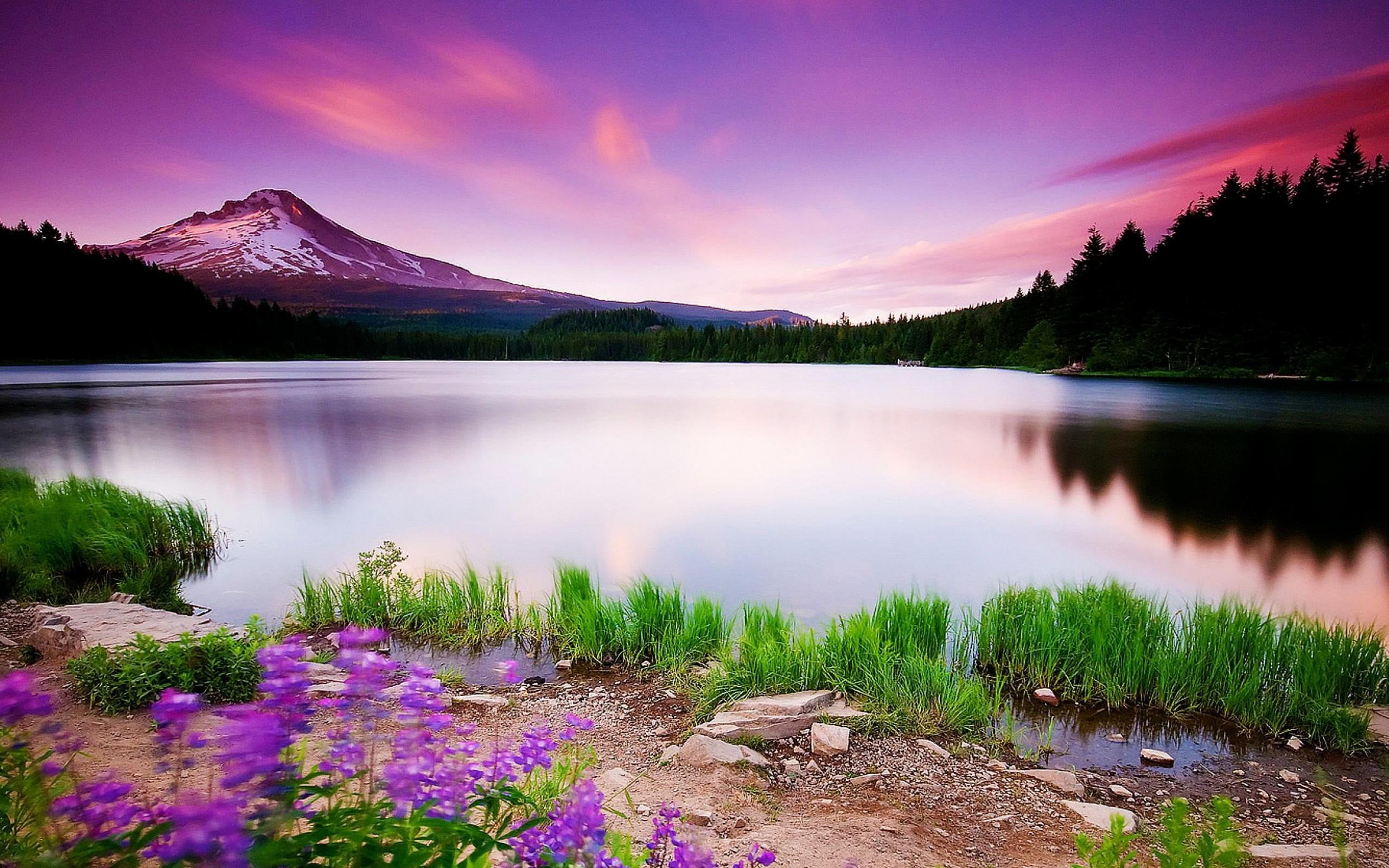 landscape photography of river between trees