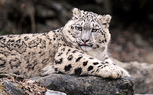 close up photo of leopard