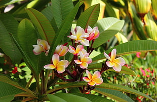 yellow and white petaled flowers