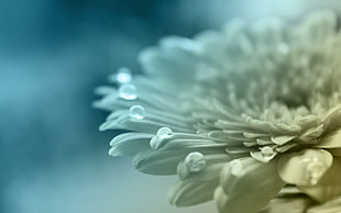 white Gerbera flower with dewdrops HD wallpaper