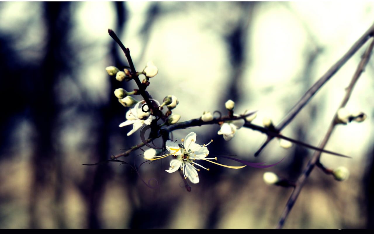 macro photography of white flower, blossoms, plants, branch, flowers