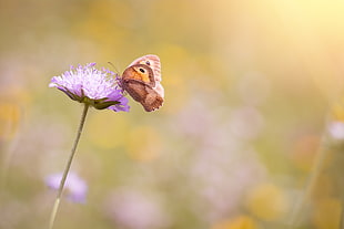 brown butterfly on purple flower HD wallpaper