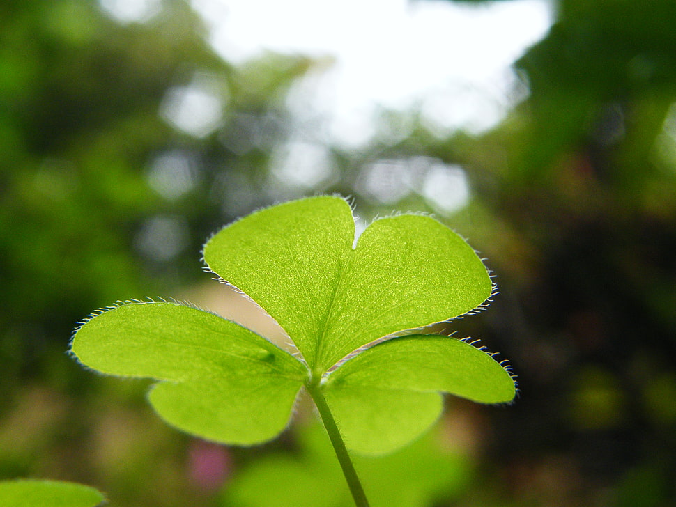 green leaf plant HD wallpaper