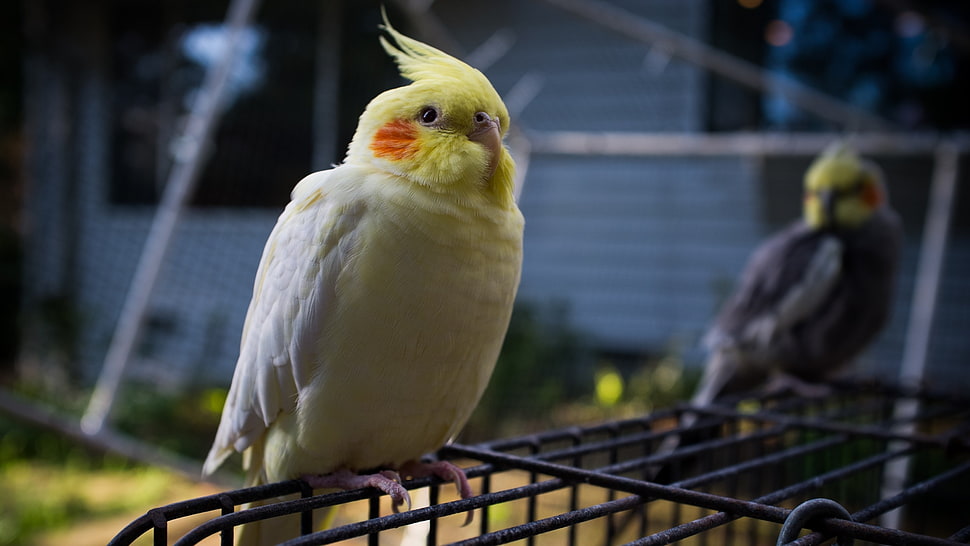 shallow focus photography of yellow-and-white cockatiel HD wallpaper