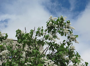white Peejee Hydrangea flowers HD wallpaper