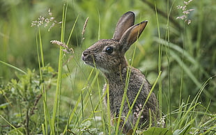 brown rabbit on green grass field HD wallpaper