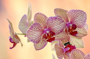 white and pink orchids HD wallpaper