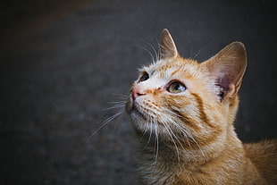 selective focus photography of orange tabby cat HD wallpaper