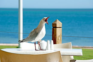 white and gray bird