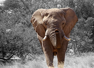 brown elephant on grass