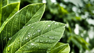 green and brown floral textile, photography, nature, green, leaves