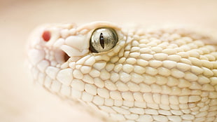 white snake, snake, white, depth of field, animals