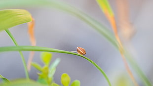 brown insect in macro photography