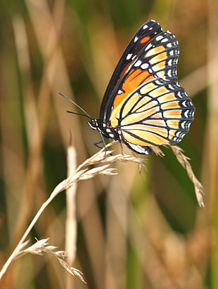 brown and black butterfly perched on wittered plant