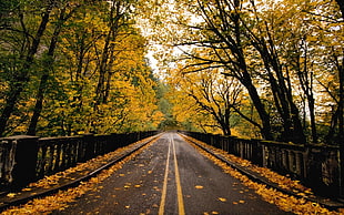 gray concrete road, forest, nature, road