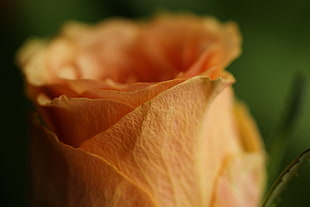 orange flower in focus photography HD wallpaper
