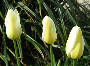 three yellow tulips