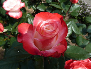 close up photo of red rose HD wallpaper