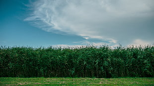 green leaf plant field