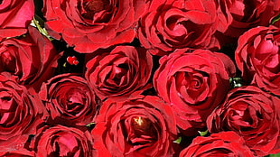 bunch of red roses