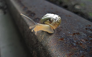 grey and black snail close-up photography