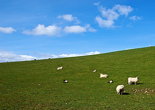 landscape photography of Sheep on grass field HD wallpaper
