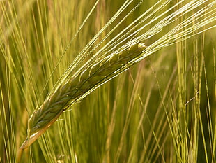 close up photo of wheat HD wallpaper