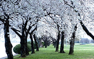 white Cherry Blossoms