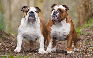 two brown-and-white American bulldogs on brown soil pavement