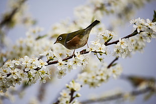 gray and brown bird perching on white cherry blossom flowers HD wallpaper