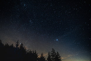 silhouette of trees under starry night HD wallpaper