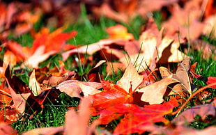 maple leaves on ground HD wallpaper