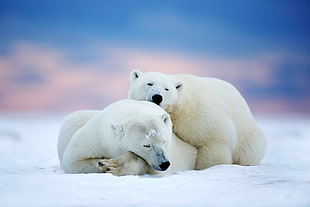 two polar bears on top of snow HD wallpaper
