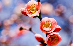 Twig,  Flower,  Bloom,  Spring