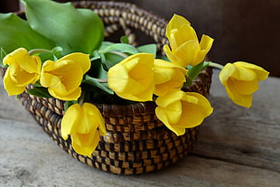 selective focus photography of yellow petaled flower on wicker brown basket HD wallpaper