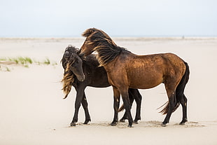 black and brown horses HD wallpaper