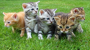 five tabby kittens on green grass photo shot during daytime HD wallpaper