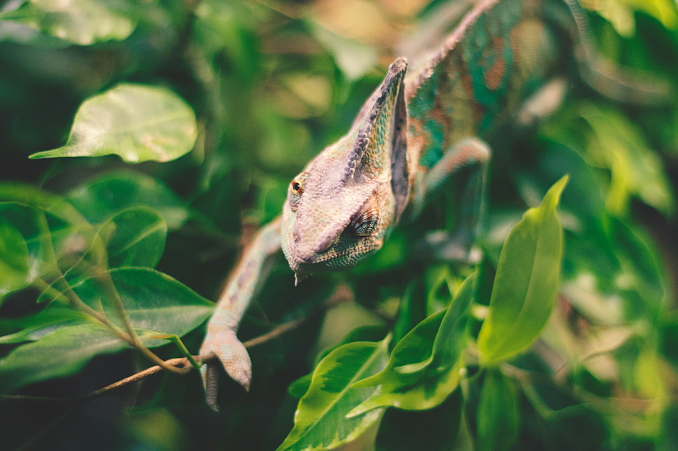 green chameleon, Iguana, Reptile, Leaves HD wallpaper