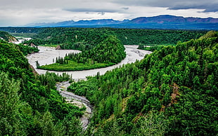 nature, landscape, river, forest