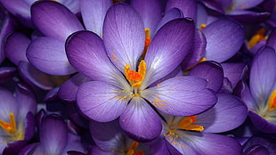 closeup photo of purple Crocus flowers